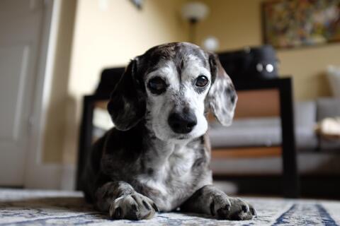 Small black and white dog laying on carpet and looking at the camera