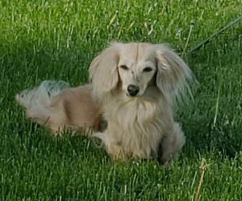 Blond long hair dachshund