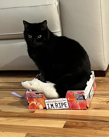 Black cat sitting in a cardboard box with a toy rat