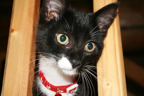 Black and white cat with a red collar staring at the camera