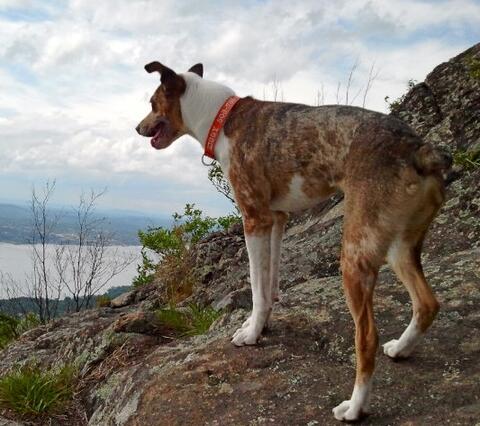 Brown and white speckled dog standing on rocks on a hike