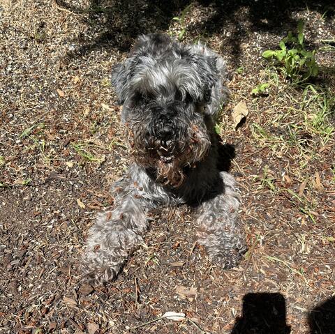 Light gray dog laying down on the ground under a tree