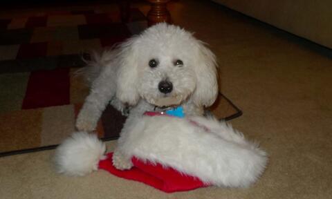 White fluffy dog