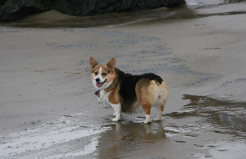Corgi on the beach