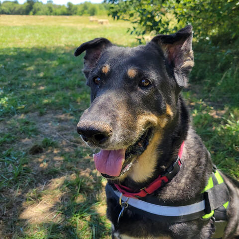 Smiling dog