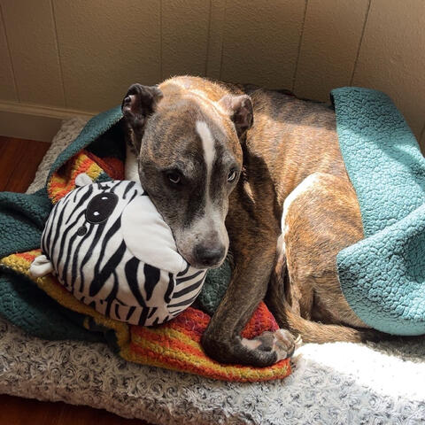 Brown dog in bed