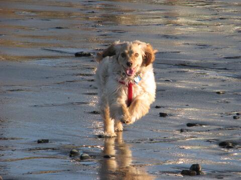 White dog running