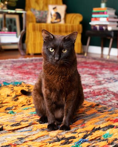 Brown and black cat sitting on a colorful carpet 