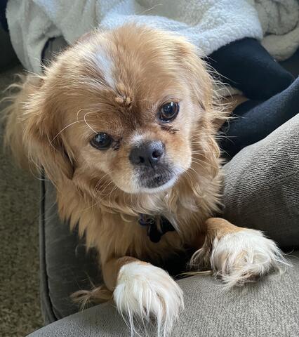 Small brown dog with white paws sitting on a couch