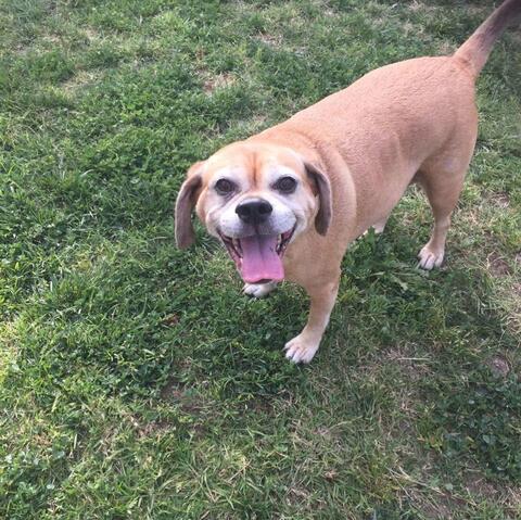 Brown dog smiling