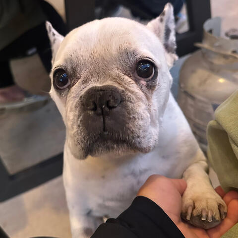 White bulldog