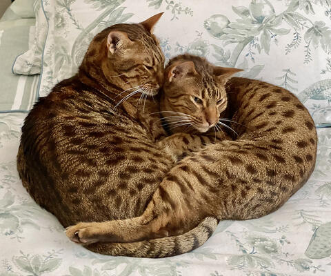 Two cats cuddling