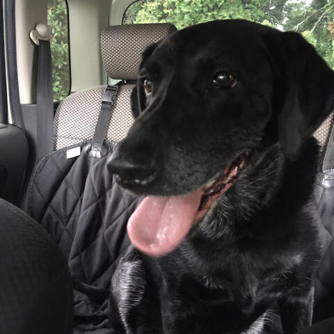 Black dog