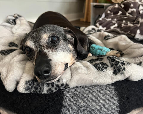 Black and white dog