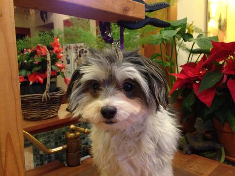 White dog with gray ears sitting in front of indoor plants