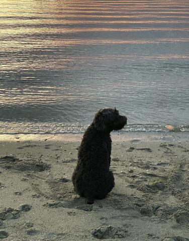 Small dog sitting on the sand on the beach during sunset