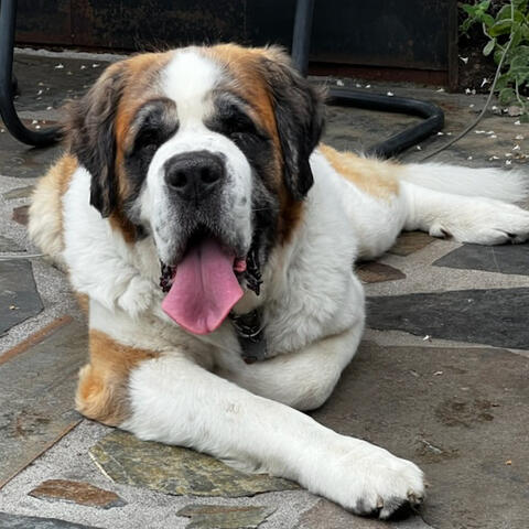 St. Bernard