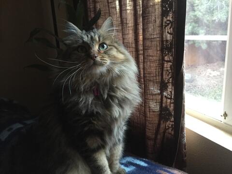 Fluffy cat