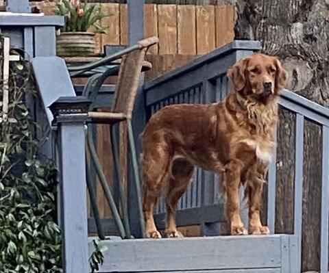 Light brown dog standing on a blue porch