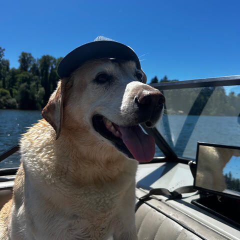 Smiling yellow dog