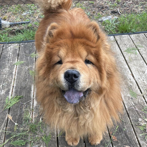 Chow dog