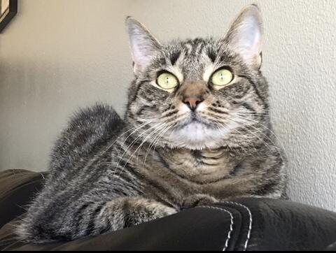 Cat with green eyes