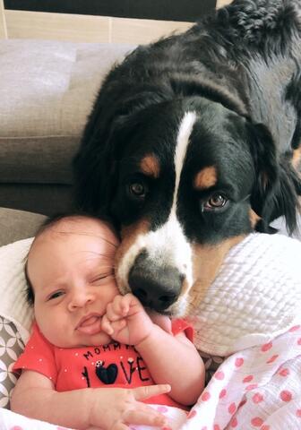 Black and brown dog laying its head down next to a baby