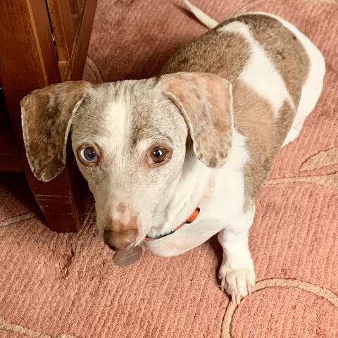 Light brown and white dachshund