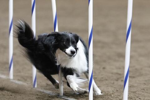Black and white dog
