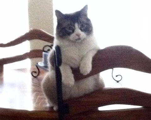 Black and white cat