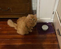 Orange cat