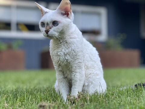 White cat with blue eyes