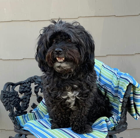 Small black dog