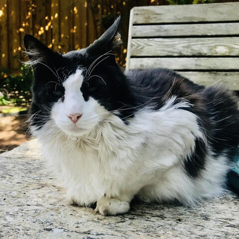 Black and white cat