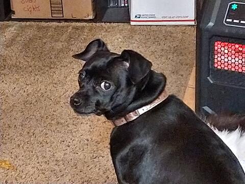 Small black dog