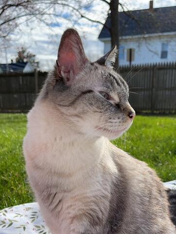 Cat with white and light brown fur sitting on the grass outside