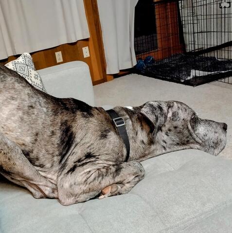 Large dog with light brown fur and spots laying down on the couch