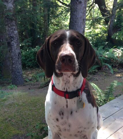 Dog with white fur and brown spots sitting outside in front of trees