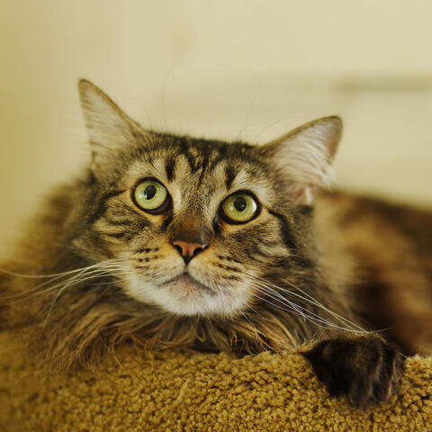 Cat looking up