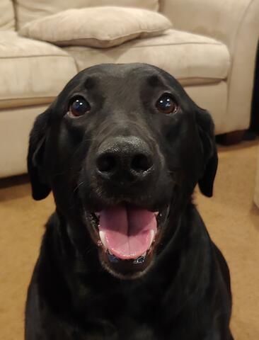 Black dog smiling