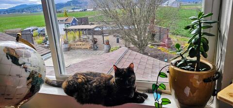 Small brown and black cat laying on a windowsill