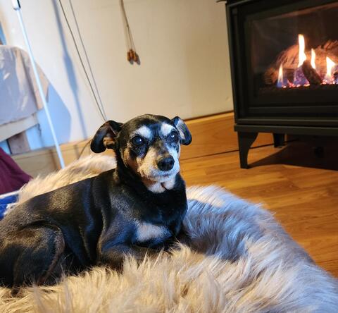 Small dog with black fur laying down on a fluffy bed in front of a fireplace