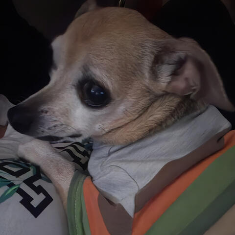 Chihuahua