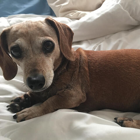 Mini dachshund