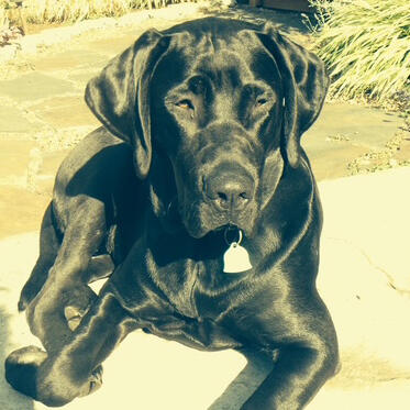 Black dog laying down