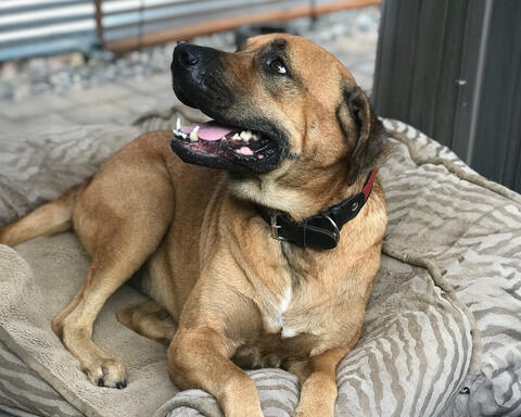 Happy dog