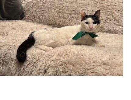White cat with black tail and ears wearing a green ribbon around their neck and laying down on a white couch