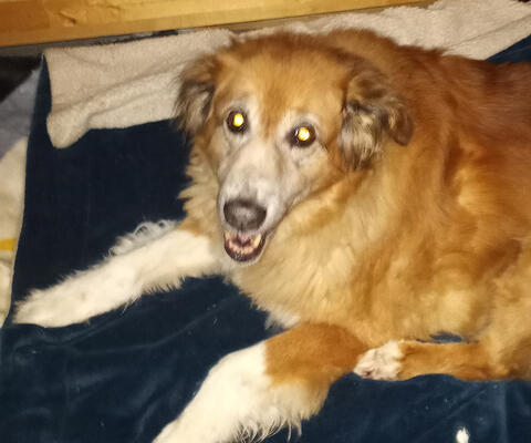 Golden dog
