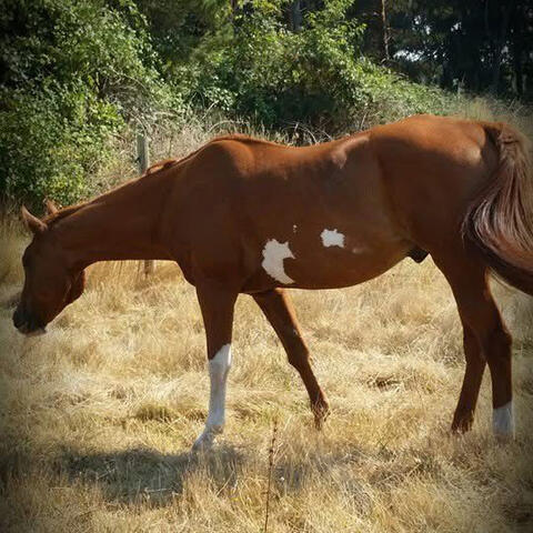 Brown horse
