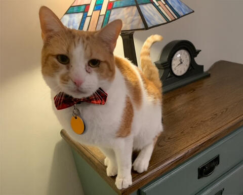 White and orange cat with a bowtie